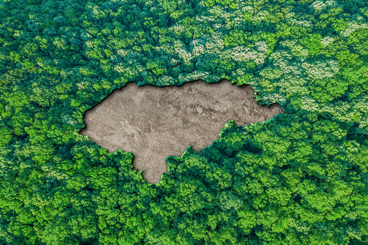 Monkeybay setzt sich für den Erhalt der Natur und nachhaltigen Tourismus in Parrot Beach ein